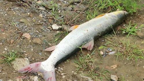 娱乐吃瓜酱放生鱼